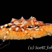 crab_xeno_kbrbs3_h_0178_sul6556.jpg